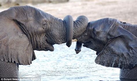 Elephant Love Greeting With Entwined Trunks Mary Anne Crooks