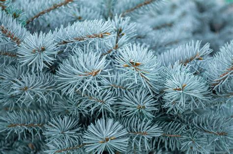 Fat Albert Colorado Blue Spruce For Sale Buying And Growing Guide