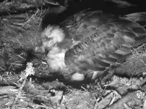 Osprey Lays Her First Egg Of The Season Guernsey Press