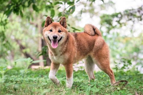 10 Best Shiba Inu Rescues For Adoption 2023 Our Top 10 Picks