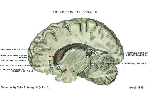 U Br Columbia Drawing Corpus Callosum From Lateral English Labels