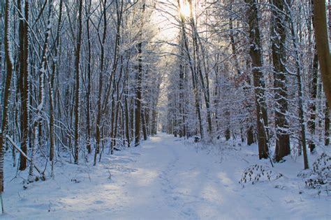 Free Images Tree Nature Branch Cold Sun Trail White Sunlight