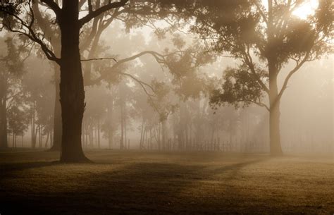 Free Picture Dawn Forest Mist Tree Landscape Fog Sunlight Shadow