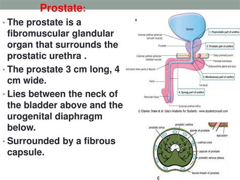 Ppt Prostate Seminal Vesicle And Ejaculatory Duct Powerpoint