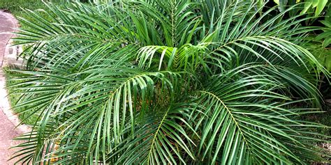 How To Care For A Pygmy Date Palm In A Pot Southwest Gardeners