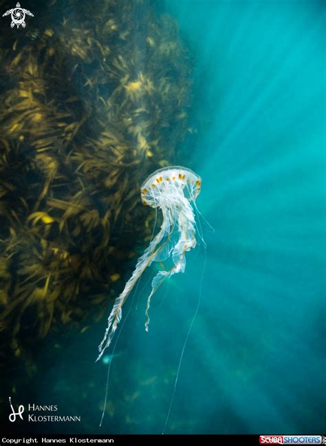 Chrysaora Hysoscella Compass Jellyfish