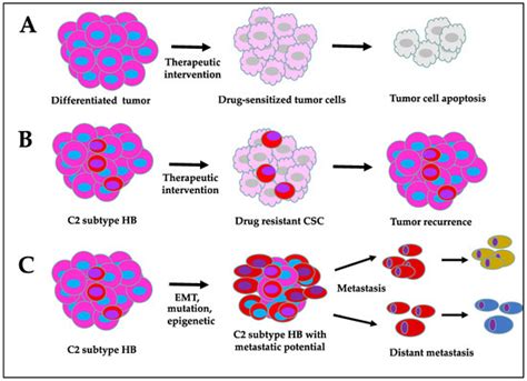 Cancers Free Full Text The Emerging Roles Of Cancer Stem Cells And