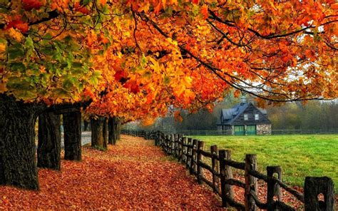 Fall Autumn Wallpaper Pictures