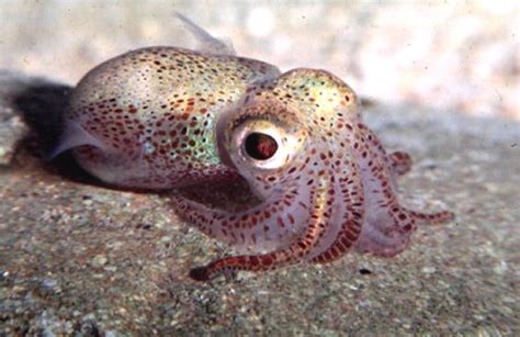 Euprymna Scolopes Hawaiian Bobtail Squid The Cephalopod Page