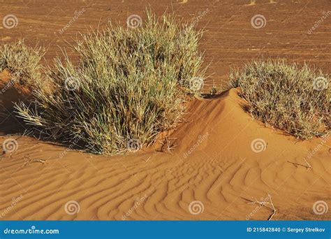 Plants In Sahara Desert Of Sudan Stock Photo Image Of Africa