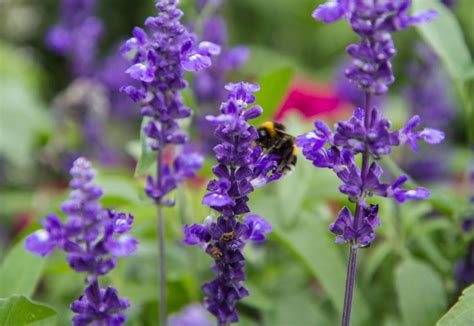 Flowering plants require assistance from bees and butterflies for pollination. Best Plants to Attract Bees and Butterflies - Arboretum ...