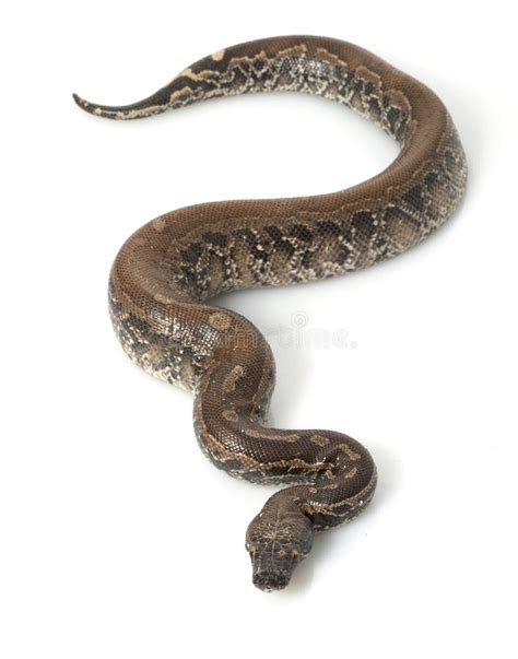 Borneo Black Blood Python Stock Photo Image Of Animal 7964548