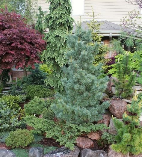Best 8 Chic Front Yard Garden With Dwarf Pine Trees Conifers Garden
