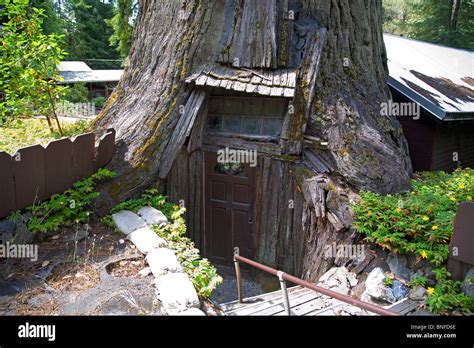 The Tree House A House Built Inside A Giant Redwood Tree In Northern