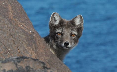 Fox tv canlı izle, yayınını kesintisiz donmadan 7/24 hd kalitede izleyebilirsiniz ayrıca yayın akışı ve frekans bilgilerine'de web sayfamızdan bulabilirsiniz. Arctic fox-Svalbard