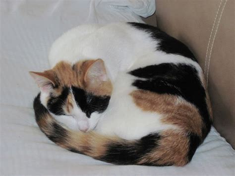 Calico Cat Tillie Curled Up Asleep Calico Cat Cat Aesthetic Kittens