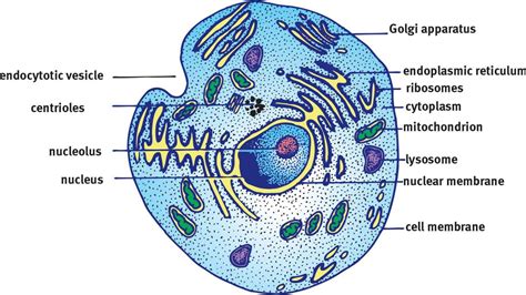 Eukaryotic Cell Diagram 2d
