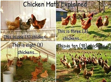 Chicken Math Explained Any Questions Chickenmath Chickens Backyard