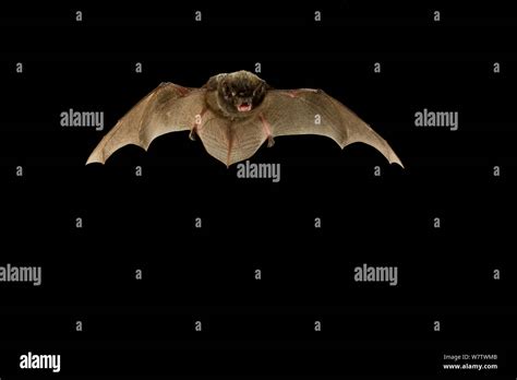 Silver Haired Bat Lasionycteris Noctivagans In Flight At Night That