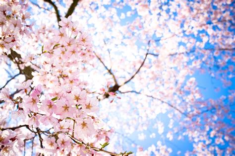 Sakura Flower Wallpaper Wallpapersafari