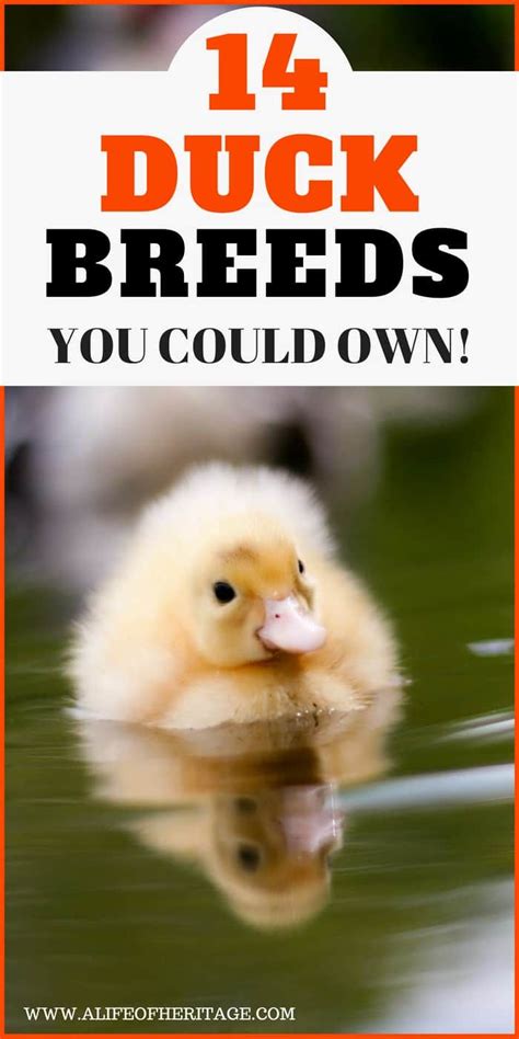 What breed of duck makes the best pet? Duck Breeds: 14 Breeds YOU Could Own and Their Facts at a ...