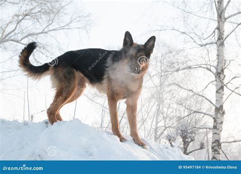 Dog German Shepherd On Snow Stock Photo Image Of Determination Rest
