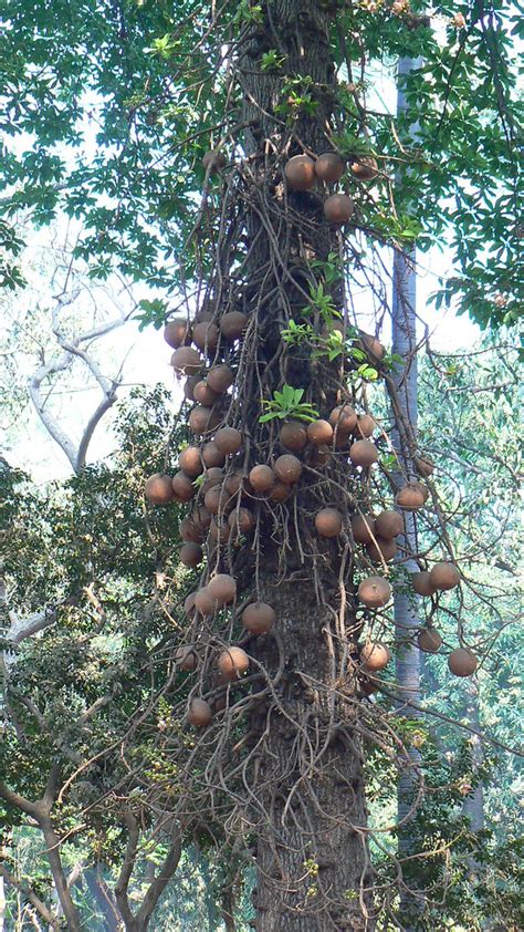 The aguilar family name was found in the usa, and the uk between 1840 and 1920. Cannonball tree | Lecythidaceae (Brazil nut family ...