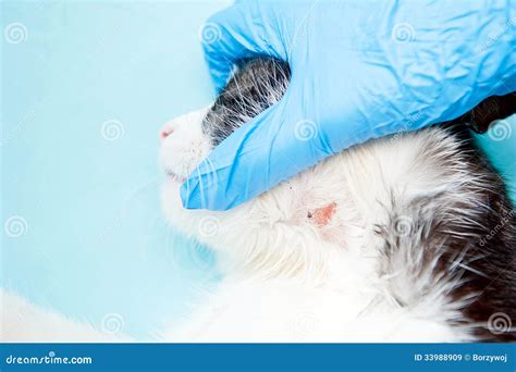 Cat Skin Problem Royalty Free Stock Images Image 33988909
