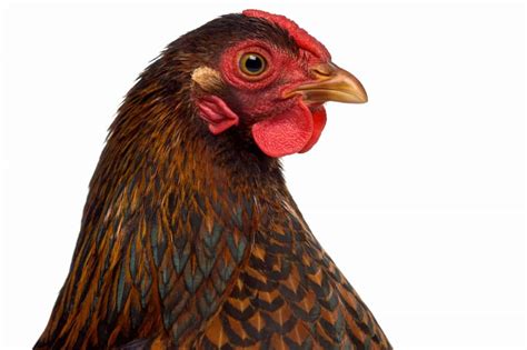 Gold Laced Wyandotte Breed Information And Care Guide 2023