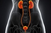 How Your Kidneys Work, and What They Do