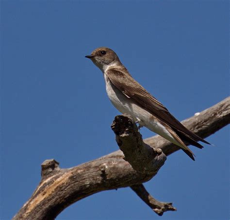 Tree Swallow San Diego Bird Spot