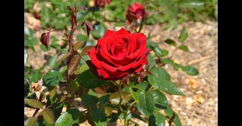 Frz Rose Madame Delbard Edelrose Rosa Madame Delbard® Deladel Rosengut Langerwisch