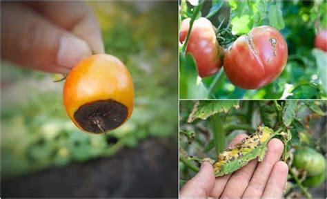 Four Different Pictures Of Tomatoes Growing On Trees