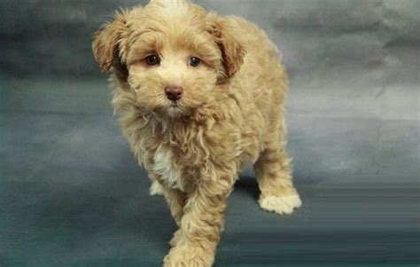 Find the perfect puppy for sale in ann arbor, michigan at next day pets. Toy Poodle Puppies For Sale | Ann Arbor, MI #252427