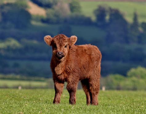 Brown Furry Baby Cow All About Cow Photos