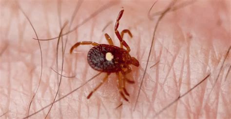 Ticks That Can Make You Allergic To Red Meat Are Spreading Fast