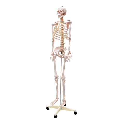 esqueleto humano padrão de 1 70cm com suporte haste e rodas sd5000 bio store presentes