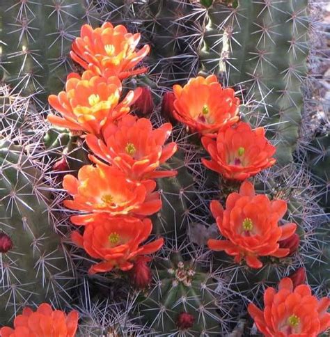 Cactus And Cactus Flowers Photos From Phoenix Arizona Arizona