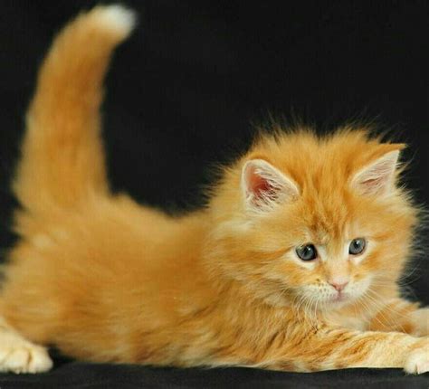 Gorgeous Kitty Cute Animals Cats Animals