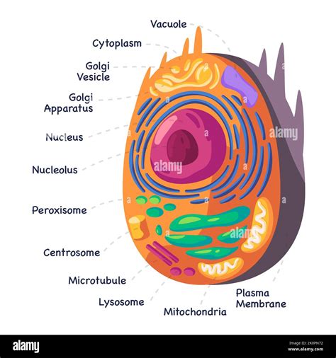 Struttura Diagramma Anatomico Delle Cellule Animali Umane Del