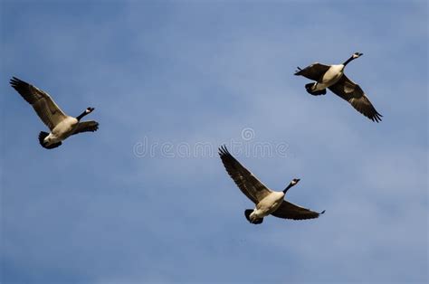 Three Canada Geese Flying In A Blue Sky Stock Photo Image Of Wildlife