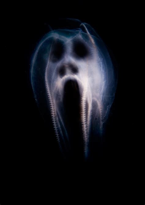 Underwater Photographer Anders Nybergs Gallery Other Ghost Of The