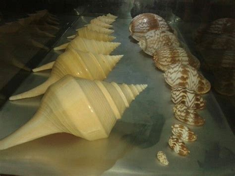 The Sea Shells Bali Shell Museum