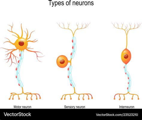 Types Neurons Structure Sensory Motor Neuron Vector Image 98E