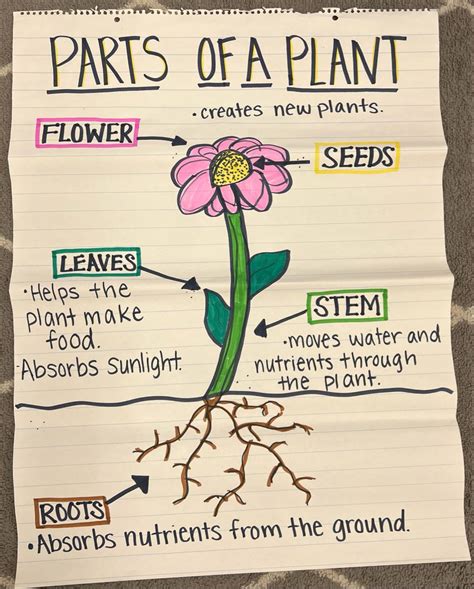 Parts Of A Plant Anchor Chart In 2022 Plants Anchor Charts Science