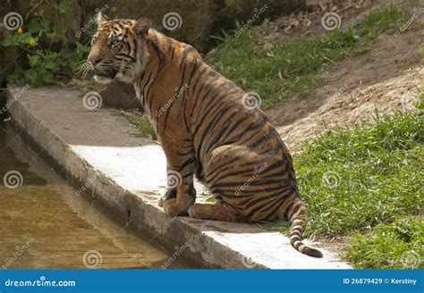 Sitting Tiger Stock Image Image Of Watching Nature 26879429