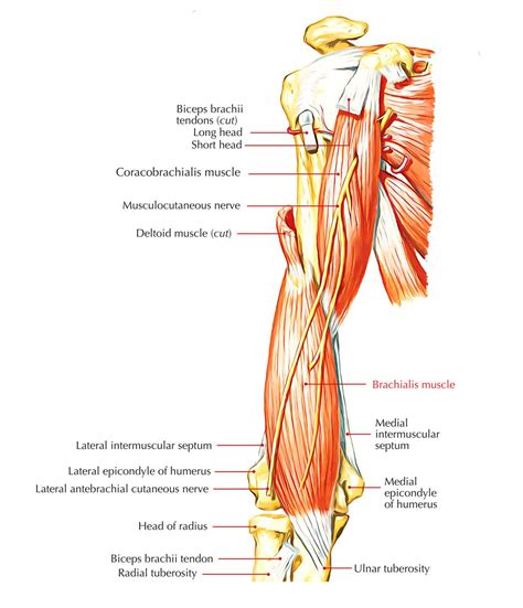 The muscle also inserts into the antebrachial fascia. Brachialis Muscle (With images) | Biceps brachii, Biceps ...