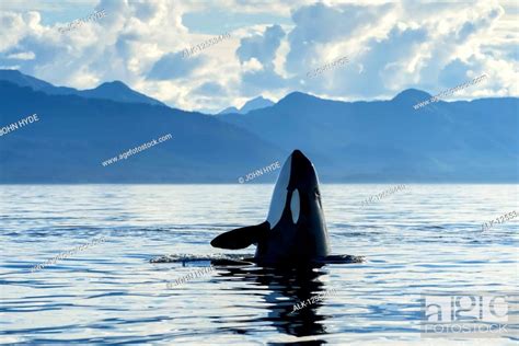 An Orca Orcinus Orca Also Known As A Killer Whale Spyhopping To Get