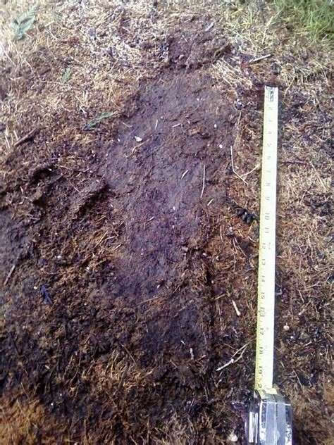 36 Best Bigfoot Sightings And Research Images On Pinterest