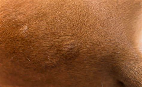 Skin Cancer In Dogs 4 Common Types Causes Signs Treatment And More